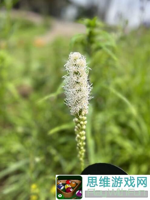 白荆回廊百里屠苏深度策略揭秘，红玉茶憩攻略直接起飞指导！