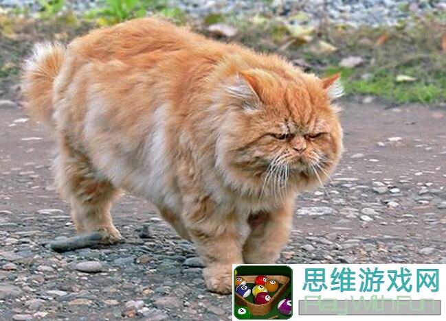 猫之城：简单几步让你的输出小白秒变群攻高手