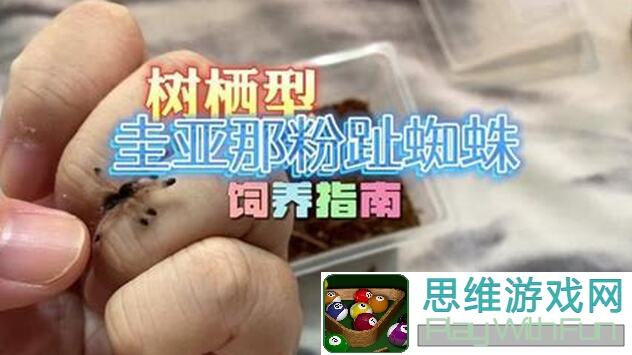超数据世界小机械蛛值不值养？5分钟教你轻松上手速通关卡